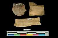 藏品(矽化木)的圖片